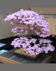 Bonsai Japoński Sakura Bonsai Kwiat Wiśniowe kwiaty Wiśniowe Drzewo Roślin Ozdobnych 10 nasiona/opakowanie Dom Ogród Bonsai