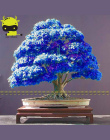 Rzadko Fioletowy Niebieski Duch Japońskie Drzewa Klonowego, (Acer Palatum), kwiat bonsai drzewo roślin dla domu ogród-10 SZTUK
