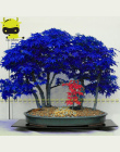 Rzadko Fioletowy Niebieski Duch Japońskie Drzewa Klonowego, (Acer Palatum), kwiat bonsai drzewo roślin dla domu ogród-10 SZTUK