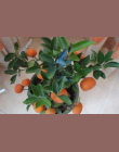 Bonsai Gorąca Sprzedaż 50 nasiona/opakowanie Pomarańczowy Bonsai Bonsai Mandarynki Owoców Oraneg Drzewa Dla Domu
