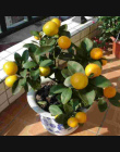 Bonsai Gorąca Sprzedaż 50 nasiona/opakowanie Pomarańczowy Bonsai Bonsai Mandarynki Owoców Oraneg Drzewa Dla Domu