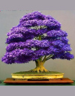2018 Nowy Mpale Drzewo 30 nasiona/opakowanie Bonsai Niebieski Maple Tree Japoński Balkon rośliny dla domu ogród