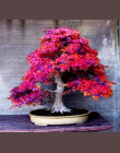 2018 Nowy Mpale Drzewo 30 nasiona/opakowanie Bonsai Niebieski Maple Tree Japoński Balkon rośliny dla domu ogród