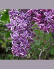 Bonsai 100 nasiona/pakiet Biały Japoński Liliowy (Bardzo Pachnące) ząbek kwiat dla domu i ogrodu