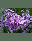 Bonsai 100 nasiona/pakiet Biały Japoński Liliowy (Bardzo Pachnące) ząbek kwiat dla domu i ogrodu