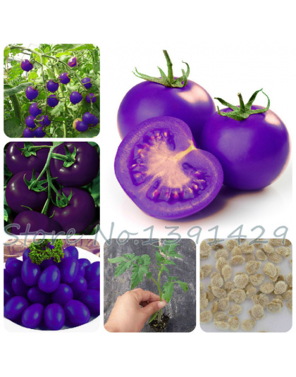 Fioletowy najświętszego owoce pomidor rośliny warzyw i owoców bonsai 100 sztuk/pakowania dla domu ogród * rolnicze rośliny łatwe