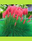 Pampas Grass'Seeds Colorfull Domu Rośliny Ogrodowe Są Bardzo Piękne flowers'seeds Dekoracyjne 600 sztuk