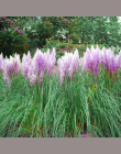 Pampas Grass'Seeds Colorfull Domu Rośliny Ogrodowe Są Bardzo Piękne flowers'seeds Dekoracyjne 600 sztuk