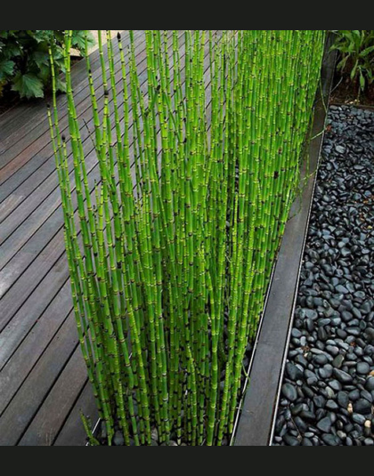 Może Być Uprawiane w Pomieszczeniach Świeże Mosó BambooSeeds MOSO BAMBUS TreeSeeds 60 sztuk W Ogrodzie Domu DIY