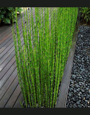 Bambus Do Domu - Uprawianie w Pomieszczeniach Lub W Ogrodzie