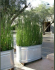 Może Być Uprawiane w Pomieszczeniach Świeże Mosó BambooSeeds MOSO BAMBUS TreeSeeds 60 sztuk W Ogrodzie Domu DIY