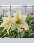 Bonsai 100 nasiona/opakowanie Promocje Niebieskie Serce Lily Doniczkowe Bonsai Roślin Kwiat Lilii dla Domu Ogród