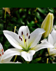 Bonsai 100 nasiona/opakowanie Promocje Niebieskie Serce Lily Doniczkowe Bonsai Roślin Kwiat Lilii dla Domu Ogród