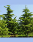Bonsai 10 nasiona/opakowanie Drzewa Cedrowego Cedrus Bonsai Bonsai Diy Home Ogród Roślin