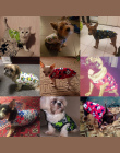 Śliczne Pet Dog Odzież Lato Bawełna Puppy Koszulki T shirt Kot Kamizelki Kreskówki Kostium Odzież dla Małych Zwierząt Chihuahua 