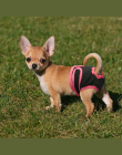 Kobiet Pies Spodenki Puppy Fizjologiczne Spodnie Pieluchy Pet Bielizna Dla Małych Meidium Dziewczyna Psów