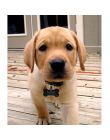 FLOWGOGO Anti-lost Ze Stali Nierdzewnej Grawerowane Pet Cat Dog Tag ID Nazwa Tagi Pet Puppy Dog Collar Akcesoria Telefoniczne Zn