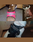 [TAILUP] Pet Products dla Dużych Psów Uprząż k9 Świecące Led Collar Puppy Ołów Zwierzęta Kamizelka Pies Prowadzi Akcesoria chihu