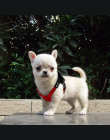 Miękkie Zamszowe Mały Pies Uprząż dla Szczenięta Chihuahua Yorkie Czerwony Różowy Czarny Ajustable Klatki Piersiowej 10-13"