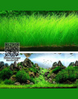 Waterweed Wody Akwarium Rośliny Nasiona Nasiona Traw, para/Cowhair/MIŁOŚĆ/Szczęście/w kształcie Serca Liści Waterscape Fish Tank