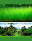 Fish Tank Akwarium Nasiona Roślin Wodnych Wody Trawy Decor Rock Trawnik Ogród Foreground Roślin