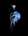 Swim Świecące Efekt Sztuczna Meduza Dekoracji Akwarium Fish Tank Podwodne Żywo Roślin Świecenia Ornament Wodnych Krajobraz