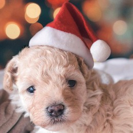 Kapelusz świętego mikołaja na zwierzęta pies kot zima ciepłe pluszowe czapki bożonarodzeniowe boże narodzenie boże narodzenie no