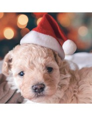 Kapelusz świętego mikołaja na zwierzęta pies kot zima ciepłe pluszowe czapki bożonarodzeniowe boże narodzenie boże narodzenie no