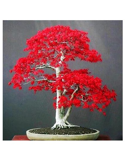 100% prawdziwe usa czerwony klon drzewo ameryki bonsai 30 sztuk seedsplants bardzo piękne kryty drzewa domu ogród dekoracji