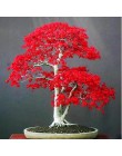 100% prawdziwe usa czerwony klon drzewo ameryki bonsai 30 sztuk seedsplants bardzo piękne kryty drzewa domu ogród dekoracji
