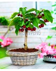 Nowy przyjazd! 4 rodzaj owoców, bonsai owoce drzewko bonsai, warzyw i owoców ogród roślin pyszne apple orange kiwi wiśniowe całk