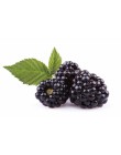 Nowy 2018! 200 sztuk/partia słodkie czarna jagoda Giant jeżyny scheda Blackberry bonsai Triple Crown Blackberry czarny morwy