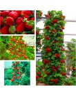 Najlepiej sprzedający się! 100 sztuk wspinaczka truskawki bonsai wspinaczka czerwone truskawka roślin ze smarem łosośnym * NON-G