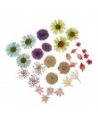 30 sztuk/zestaw wciśnięty suszone Ammi Majus kwiat suche rośliny dla epoksydowa wisiorek z żywicy naszyjnik tworzenia biżuterii 